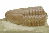 Bargain, Asaphus Plautini Trilobite Fossil - Russia #363104-1